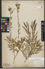 Foto von Salix purpurea L. x Salix viminalis L.